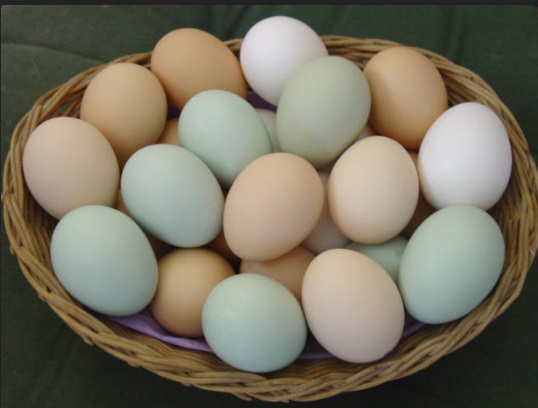 eggs